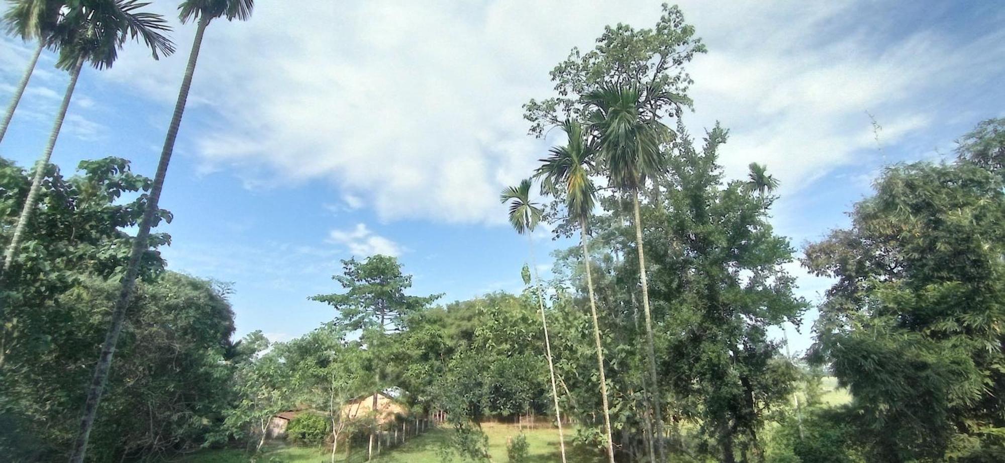 Hotel Kaziranga Holidays Bagian luar foto